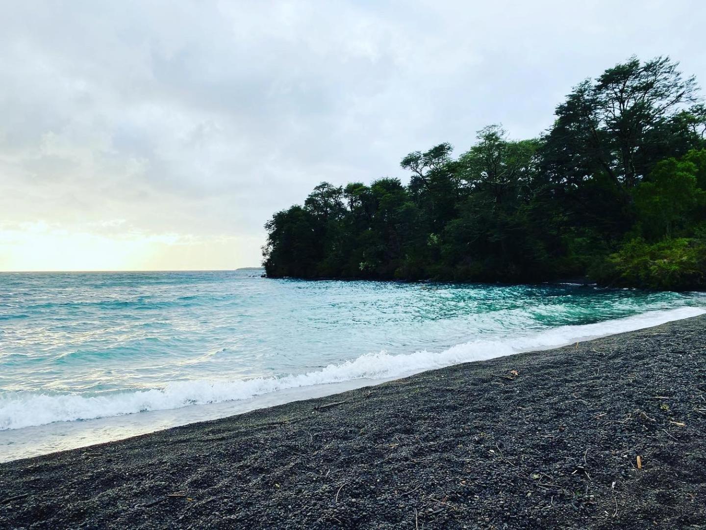 Ciervo Puerto Varas